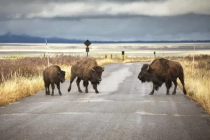 american-bison-family-cross-a-road-wyoming-usa