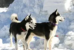 Siberian Husky-best hiking dogs-Wikipedia