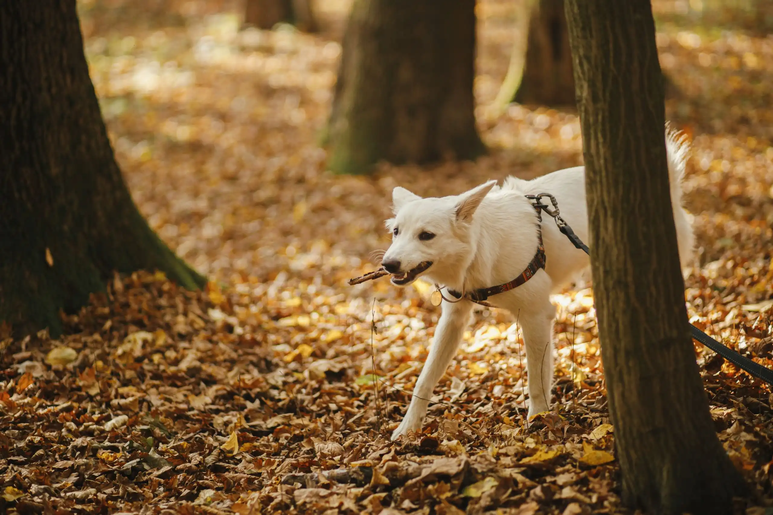 Notice the change in your dog with the best harness for hiking!