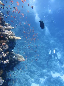 Australian deep sea coral-Best Australia travelling tips