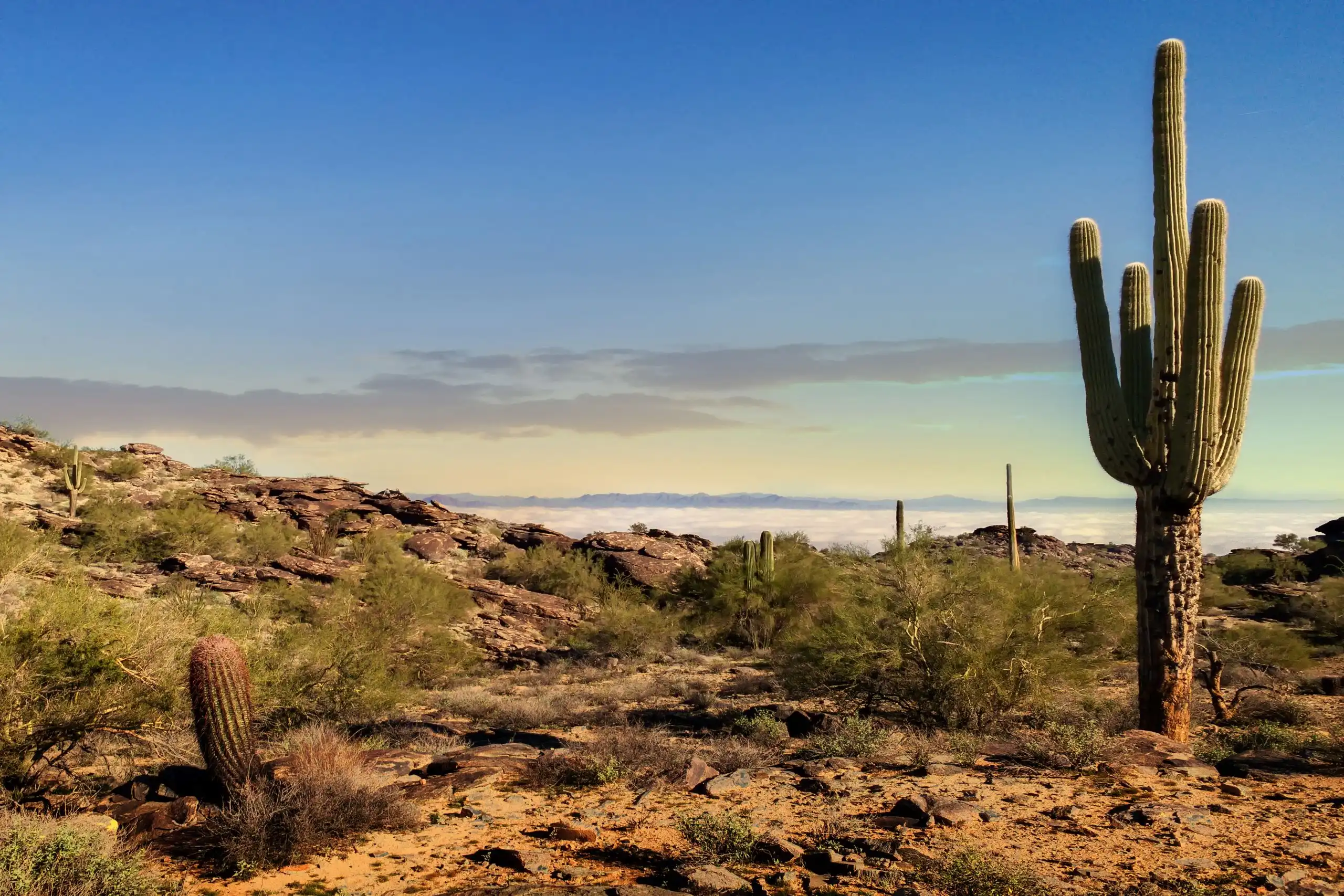 phoenix arizona desert in morning-Best hikes in Phoenix